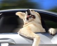 Fast car insurance quotes